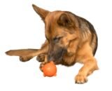Premier Pet Treat and Chew Toy Value Pack