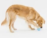 Premier Pet Treat and Chew Toy Value Pack