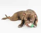 Premier Pet Treat and Chew Toy Value Pack